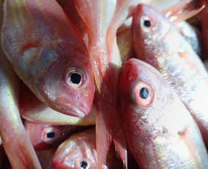 Red Snapper / சங்கரா மீன் - Product 1