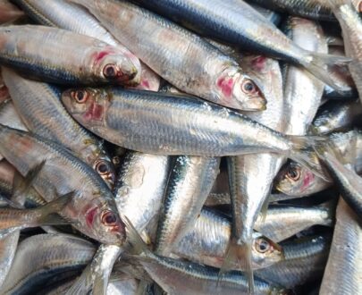 Trevally_Kavalai Image 2