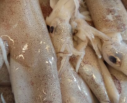 kadamba Squid Image 2