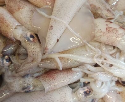 kadamba Squid Image 1
