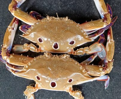 Crab/ Nandu - image 6