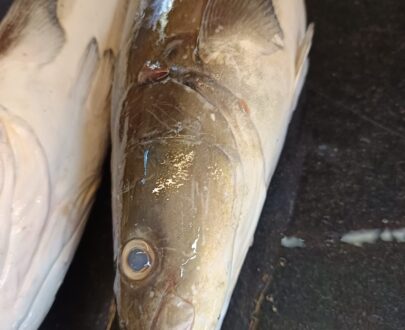 Kadal Viral / Sea Catfish Image 1