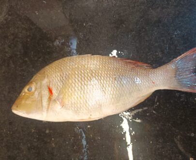 fresh-vella-meen-emperor-fish-%e0%ae%b5%e0%af%86%e0%ae%b3%e0%af%8d%e0%ae%b3-%e0%ae%ae%e0%af%80%e0%ae%a9%e0%af%8d-premium-sea-catch