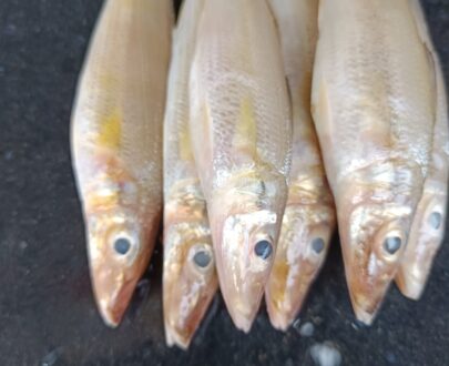 Lady Fish (Vella Kelangan)