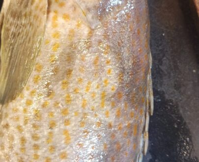 fresh-pulli-kalava-spotted-grouper-%e0%ae%aa%e0%af%81%e0%ae%b3%e0%af%8d%e0%ae%b3%e0%ae%bf-%e0%ae%95%e0%ae%b2%e0%ae%b5%e0%ae%be-%e0%ae%ae%e0%af%80%e0%ae%a9%e0%af%8d-premium-sea-catch