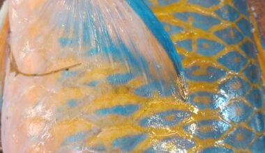 fresh-parrot-fish-kili-meen-%e0%ae%95%e0%ae%bf%e0%ae%b3%e0%ae%bf-%e0%ae%ae%e0%af%80%e0%ae%a9%e0%af%8d-premium-sea-catch