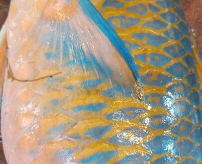 fresh-parrot-fish-kili-meen-%e0%ae%95%e0%ae%bf%e0%ae%b3%e0%ae%bf-%e0%ae%ae%e0%af%80%e0%ae%a9%e0%af%8d-premium-sea-catch