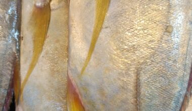fresh-golden-trevally-yellow-parai-%e0%ae%ae%e0%ae%9e%e0%af%8d%e0%ae%9a%e0%ae%b3%e0%af%8d-%e0%ae%aa%e0%ae%be%e0%ae%b1%e0%af%88-%e0%ae%ae%e0%af%80%e0%ae%a9%e0%af%8d-premium-sea-catch