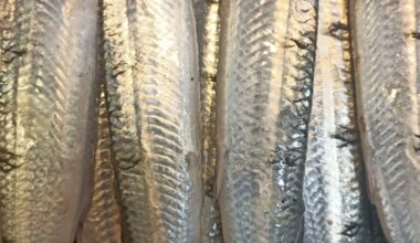fresh-snakehead-murrel-fish-%e0%ae%b5%e0%ae%bf%e0%ae%b0%e0%ae%be%e0%ae%b2%e0%af%8d-%e0%ae%ae%e0%af%80%e0%ae%a9%e0%af%8d-premium-freshwater-catch